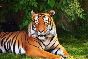 Bengáli tiger elfutott az olasz mobil cirkuszból